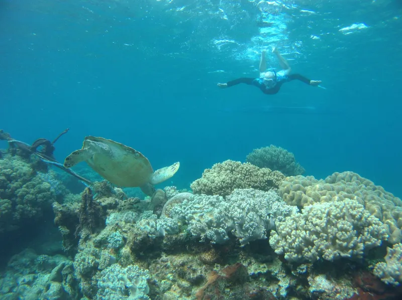 Mask On, Fins Down: Every Snorkeling Spot in the Gili Islands Ranked by Skill Level
